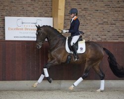 horse Handsome B (KWPN (Royal Dutch Sporthorse), 2012, from Bon Bravour)