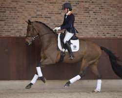 horse Herbert (KWPN (Royal Dutch Sporthorse), 2012, from Ampère)