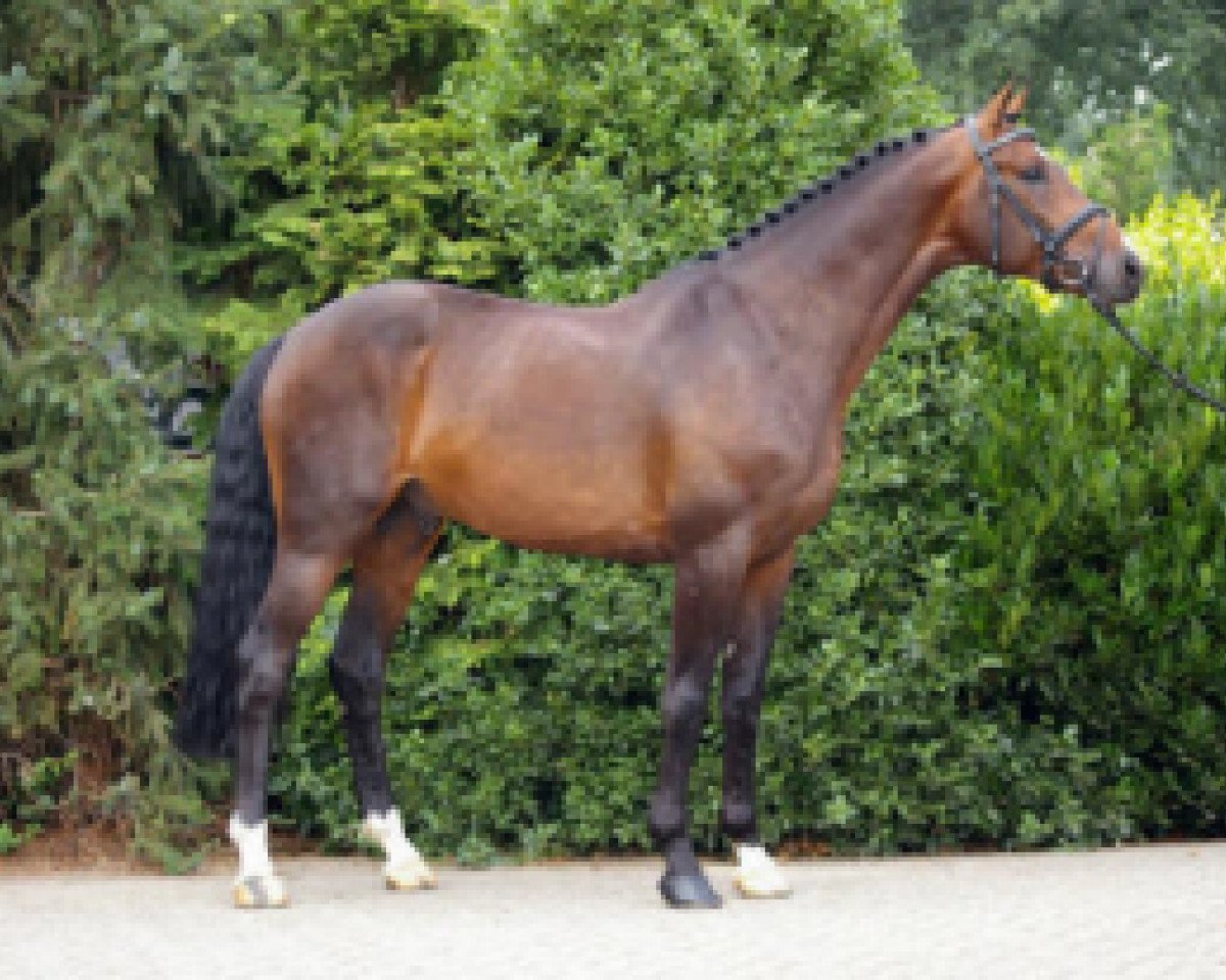 stallion Ticalluc Verte (KWPN (Royal Dutch Sporthorse), 2000, from Lux Z)