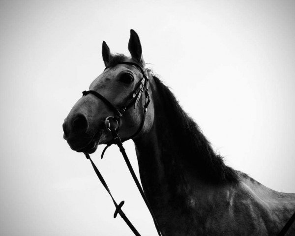horse Vasco de Gourry (Belgium Sporthorse, 2005, from Hermes d'Authieux AA)