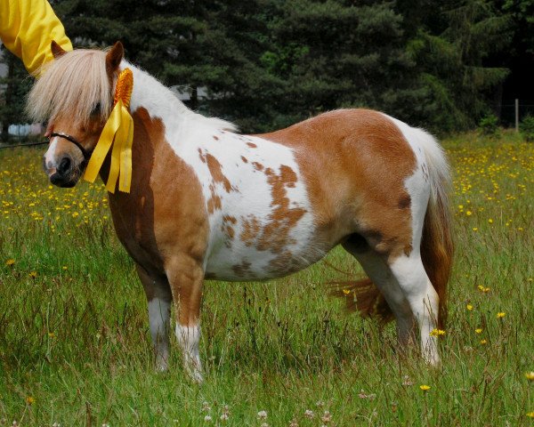 Zuchtstute Wincenta B (Shetland Pony (unter 87 cm), 2013, von Diego)