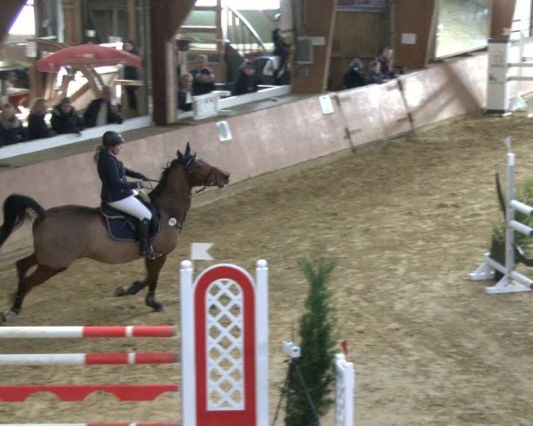 Reitturnier Bad Salzuflen 2019