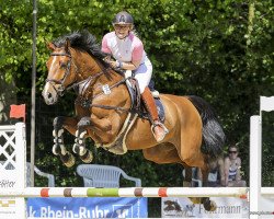 jumper Lucky's Quincy (Holsteiner, 2007, from Quidam's Rubin)