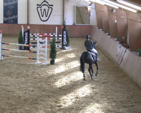 Reitturnier Bad Salzuflen 2019