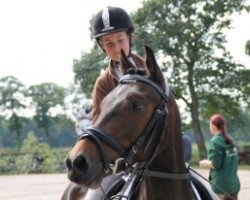 dressage horse Brix 17 (German Riding Pony, 2007, from Bartholomeo)