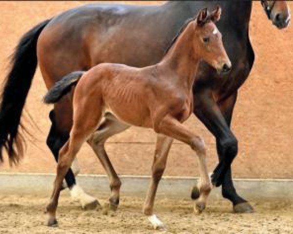 dressage horse Village Girl (Oldenburg, 2016, from Vilancio)