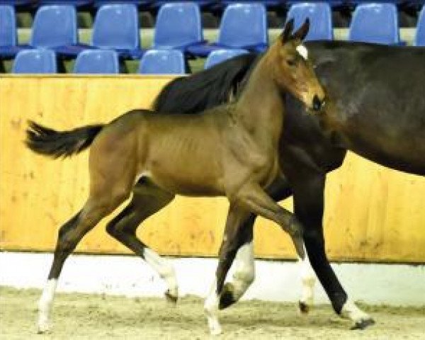 Cheval de saut Townsend b (Oldenbourg, 2016, de Toulon)