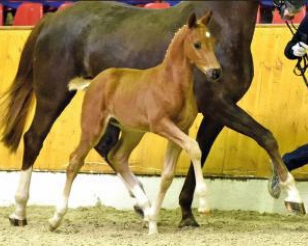 horse Quantenkaiser (Oldenburg, 2016, from Quantensprung 3)