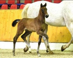 Pferd Hickstead Love (Oldenburger Springpferd, 2016, von HICKSTEAD WHITE)