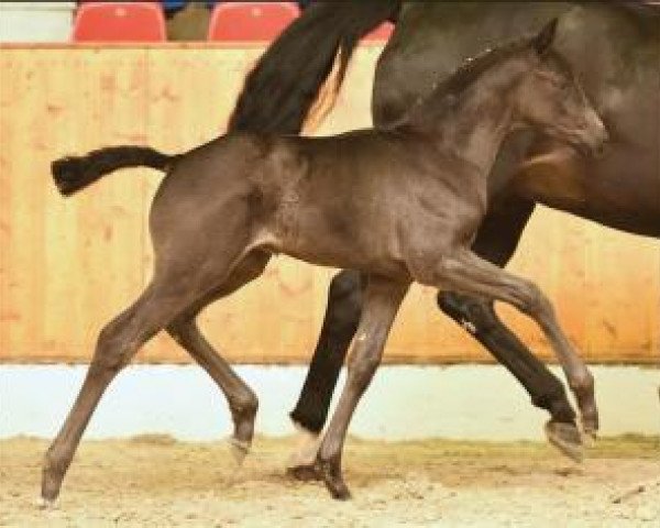 horse Furstenblick (Oldenburg, 2016, from Fürsten-Look)