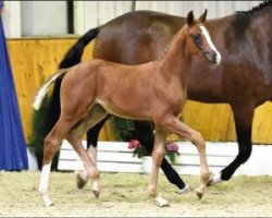 Pferd Adele (Oldenburger, 2016, von Everdale)