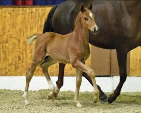 horse Dostal (Oldenburg, 2016, from DeLorean)