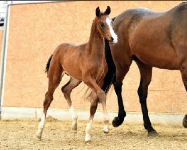 dressage horse Der Romantiker (Oldenburg, 2016, from Danciano)
