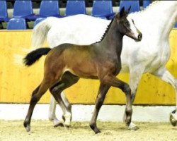 Pferd Crystal Eye (Oldenburger Springpferd, 2016, von Cristallo I)