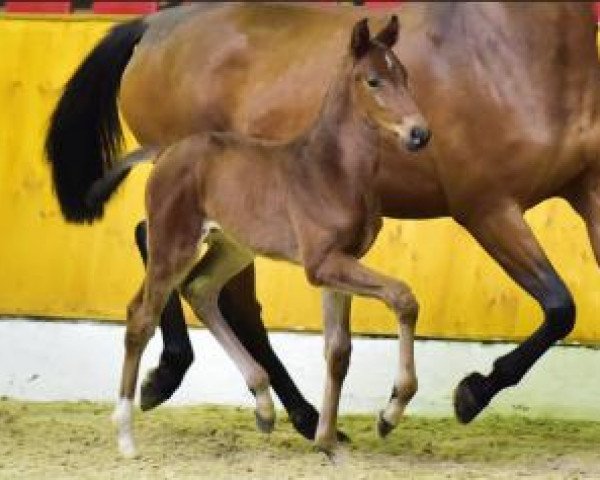 stallion Coupe Dream (Oldenburg show jumper, 2016, from Coupe Gold)