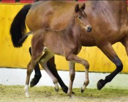 Deckhengst Coupe Dream (Oldenburger Springpferd, 2016, von Coupe Gold)