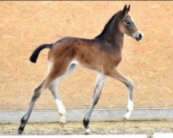 stallion Casithargos -H (Oldenburg show jumper, 2016, from Casino Berlin OLD)