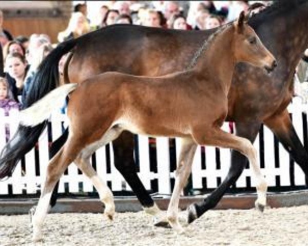 jumper Couleur Tail (Oldenburg, 2016, from Cador 5)