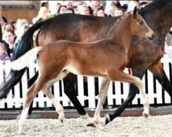 jumper Couleur Tail (Oldenburg, 2016, from Cador 5)