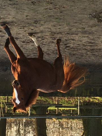 horse Fellini 133 (Westphalian, 2010, from Fleury)