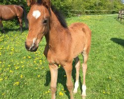 horse Hengst von Millennium/T. x Sir Donnerhall I (Westphalian, 2016, from E.H. Millennium)