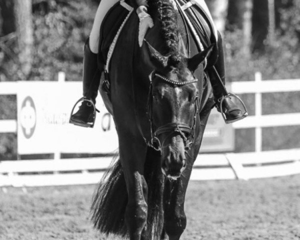 horse Radcliff 4 (Oldenburg, 2011, from Blue Hors Romanov)