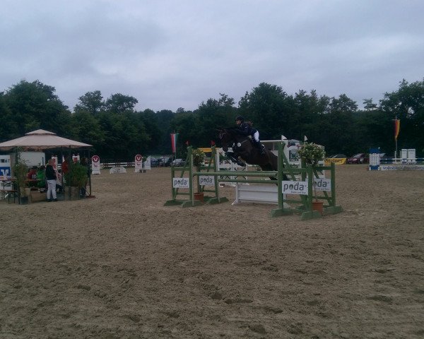 Springpferd Sissi (Westfale, 2008, von Stalypso)