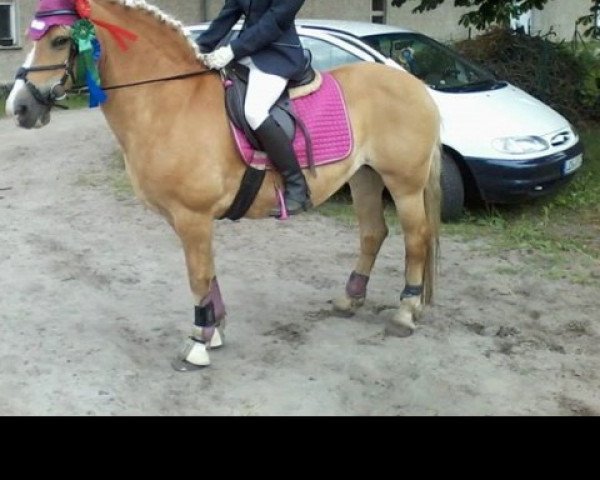 Zuchtstute Karina (Haflinger-Mix, 1991) Zuchtstute Karina (Haflinger-Mix, 1991)