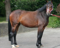 broodmare Calimera 50 (Holsteiner, 2008, from Contender)