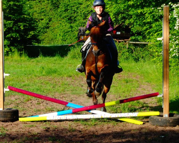 Broodmare Maja (Welsh Pony (Sec. B), 1995, from Thorvald)