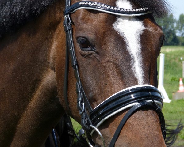 dressage horse Grace-Brown (Mecklenburg, 1996, from Godanah x)