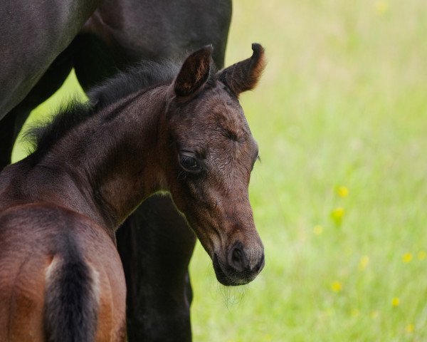 Pferd From June (Westfale, 2016, von For Romance I)