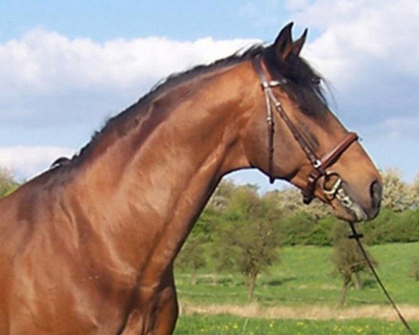 Deckhengst Lonsdale (Hannoveraner, 1990, von Lemon Tree)