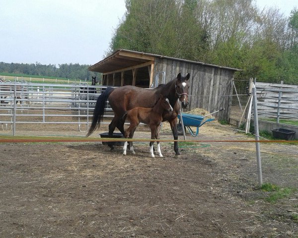 horse Hengst von Cullinan du Borget / Coriano (Holsteiner, 2016, from Cullinan du Borget B)