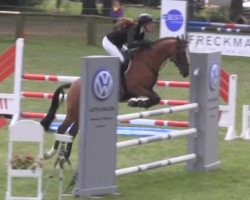 jumper Mac Cain H WE (German Riding Pony, 2010, from Machno Carwyn)
