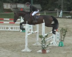 jumper Cortina 229 (Oldenburg, 2011, from Contendro I)