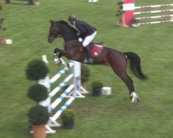 jumper Charlie 242 (Oldenburg show jumper, 2011, from Cador 5)