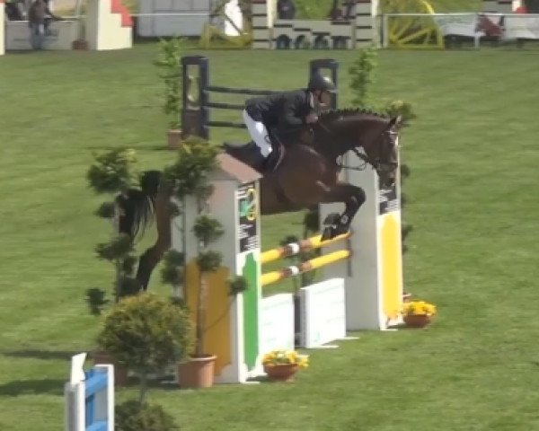 jumper Siec Kalinka (Westphalian, 2011, from Lancer III)