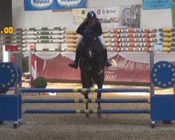 jumper Diarada 11 (Westphalian, 2011, from Diarado)