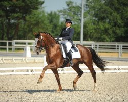 Deckhengst Kartsevo Upperville (KWPN (Niederländisches Warmblut), 2001, von Cabochon)