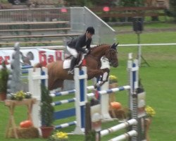 broodmare Cadoria (Hanoverian, 2011, from Cador 5)