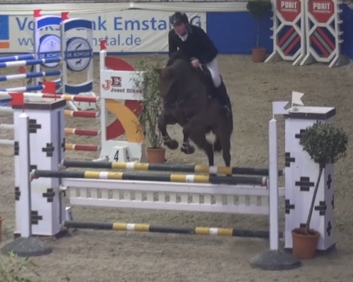 jumper Bubalou (Hanoverian, 2011, from Balou du Rouet)
