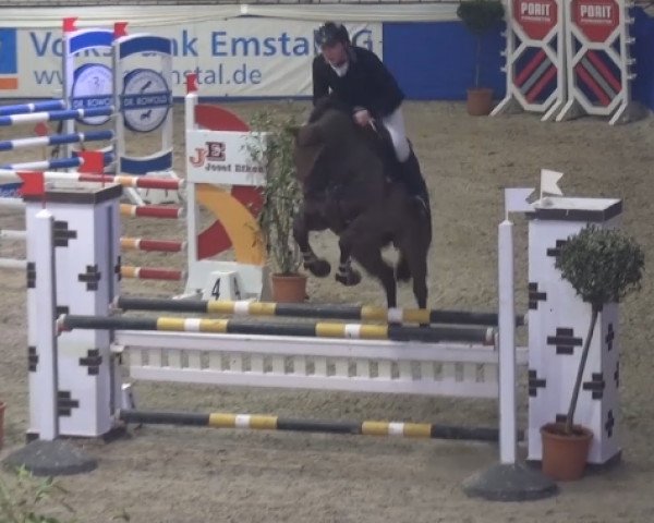 Springpferd Bubalou (Hannoveraner, 2011, von Balou du Rouet)