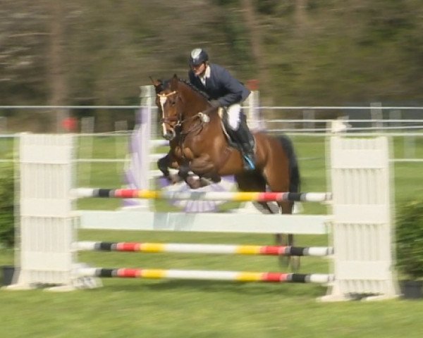 jumper Lucky's Acolita (Hanoverian, 2010, from Acolito)