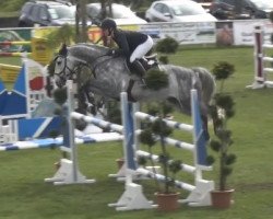 Springpferd Chriddidsch (Holsteiner, 2010, von Cachas)