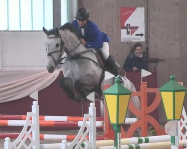 jumper Henkel's Big Star (Westphalian, 2010, from Carlucci 13)
