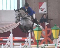 jumper Henkel's Big Star (Westphalian, 2010, from Carlucci 13)