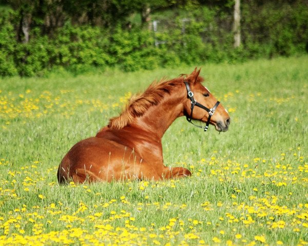horse Unessa (Hanoverian, 2008, from Harmony's Baroncelli)