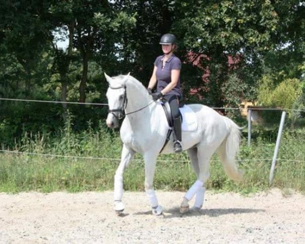 dressage horse Prefiction (KWPN (Royal Dutch Sporthorse), 1997, from Junior STV) dressage horse Prefiction (KWPN (Royal Dutch Sporthorse), 1997, from Junior STV)