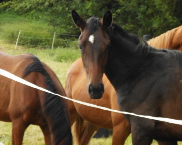 horse Quinta TS (Westphalian, 2015, from Quaterback)